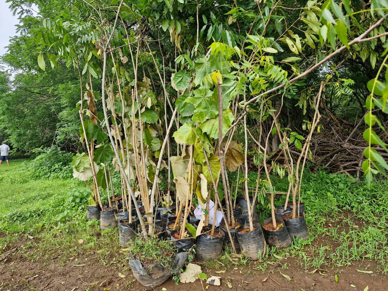 Community Participation & Sapling Distribution at Anandvan, Mahadevwadi